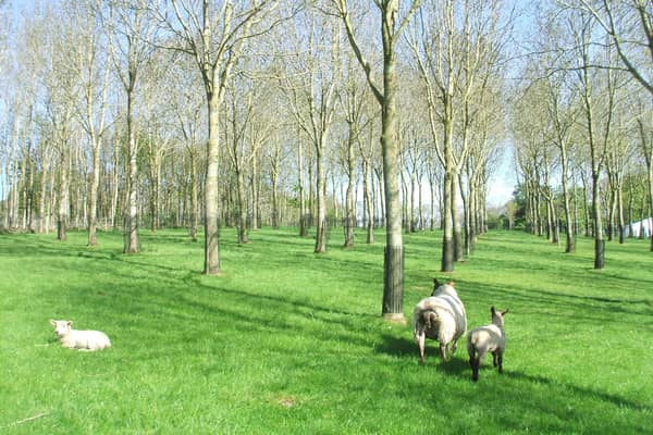 Agroforestry at AFBI Loughgall offers many benefits to a sheep grazing system
