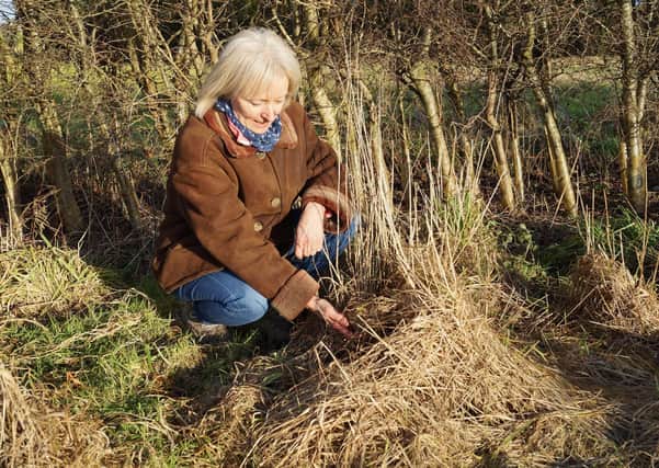 Kate Faulkner with a harvest mouse nest