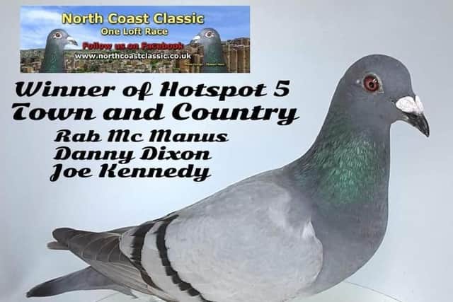 Town & Country the recent Hotspot 5 winner at North Coast Classic. See text