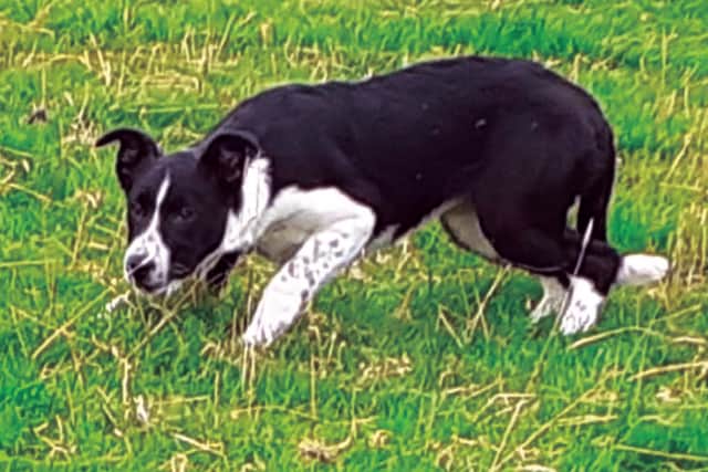 Donal Mullaney's £2,700 world record price pup Kate
