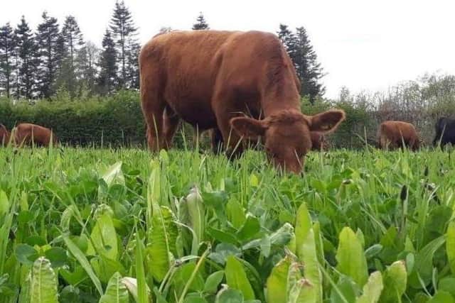James Evans' cattle grazing a multi species sward