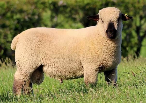 The sale of Hampshire Down rams will start at 8pm at Armoy Livestock Market