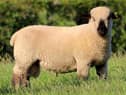 The sale of Hampshire Down rams will start at 8pm at Armoy Livestock Market