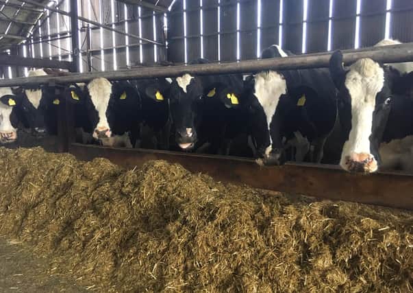 Dry cows