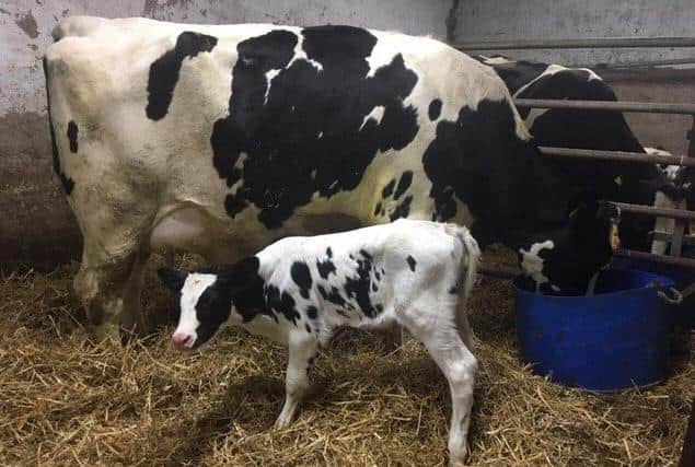A fresh calves heifer
