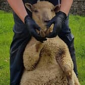 Now is the time to carry out a pre-breeding lameness check on sheep
