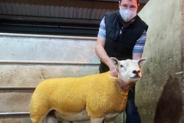 The sale leader at 840gns, a Shearling Ram from Graham Rodgers Bohart consignment.