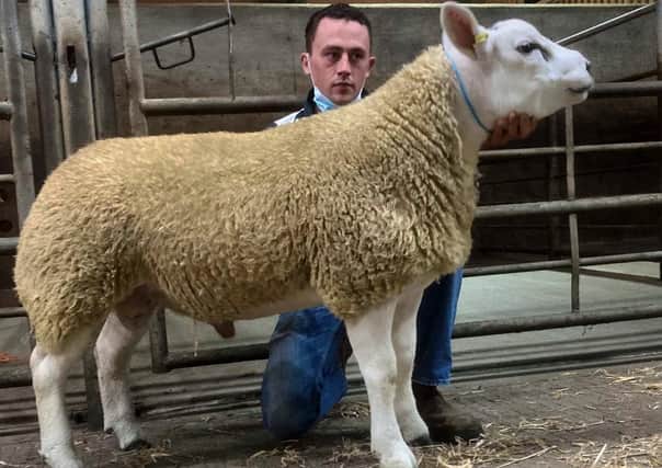 The top price ram lamb selling at 600gns from Nathan Armstrong's Dynawhite consignment.