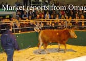 Filled to the rafters - the scene during the annual Christmas Fatstock show and sale in Omagh Auction mart.