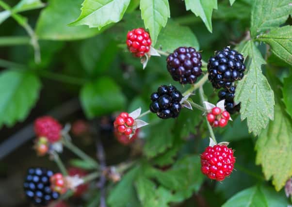 The sight of plump, purple, blackberries appearing at the side of narrow roads always gladdens my heart. With lashings of rain and bursts of sunshine, ripe ones are popping up on bushes now
