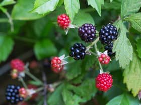 The sight of plump, purple, blackberries appearing at the side of narrow roads always gladdens my heart. With lashings of rain and bursts of sunshine, ripe ones are popping up on bushes now
