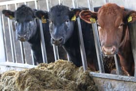 Half of Irish beef exports go to the UK and would be hit with ‘punishing’ tariffs if a free trade deal is not agreed, said IFA president Tim Cullinan