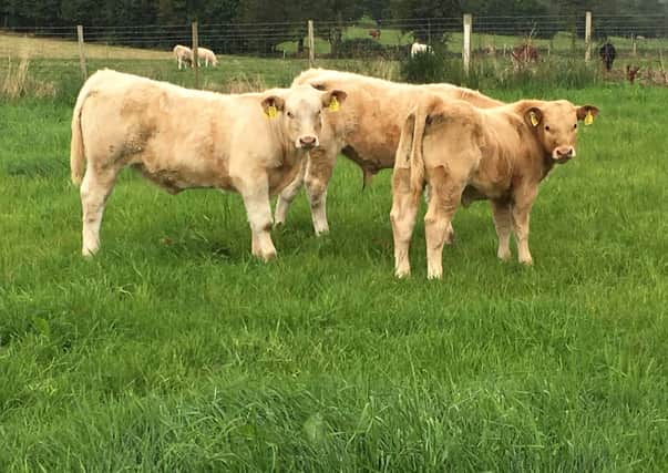 Young high genetic merit calves grazing on a reseed which includes white clover.