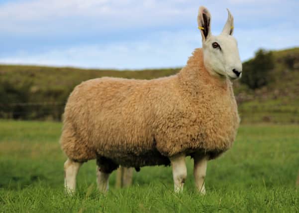 750gns Ram Lamb from Stephen Wallace