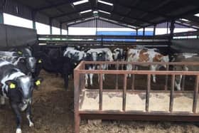Dairy bred beef steers at early finishing stage