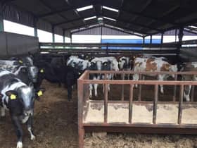 Dairy bred beef steers at early finishing stage