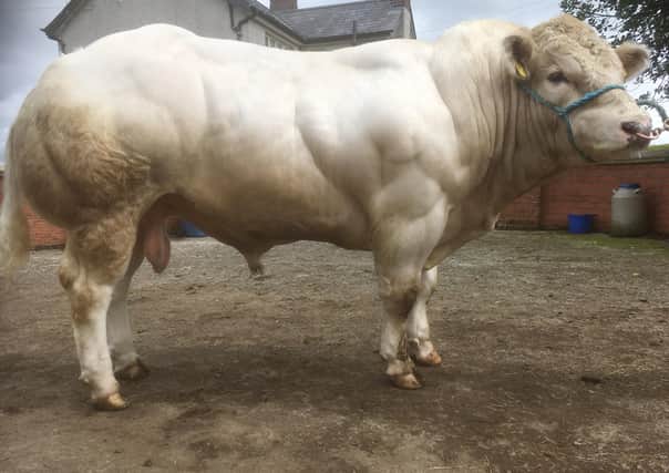 Chatham Neville, a  white example of the ultimate beef terminal sire, the British Blue, is bound for Dungannon Mart on Frid, Oct 23..