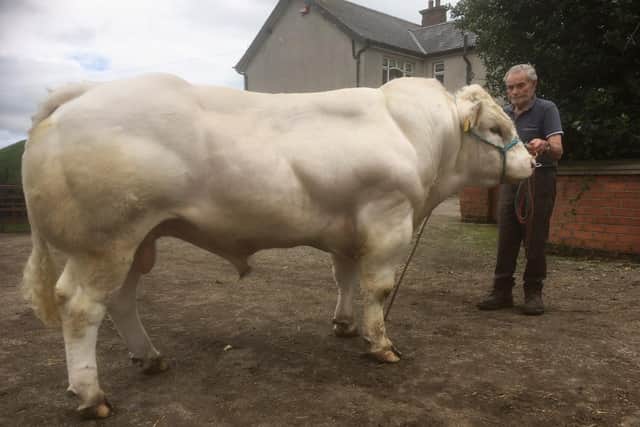 Jack Morrison of Armoy with Chatham Neil, a two year old white bull entered for the British Blue show and sale in Dungannon on Frid, Oct 23.