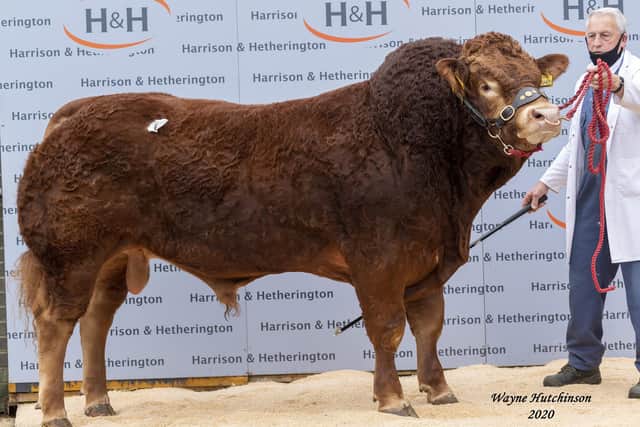 AMPERTAINE PUNCH - Top Priced 35,000gns