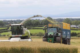 Gray Contracts, Dunadry, harvesting wholecrop wheat at the Wallace familyâ€TMs Ashdale Farm near Antrim.