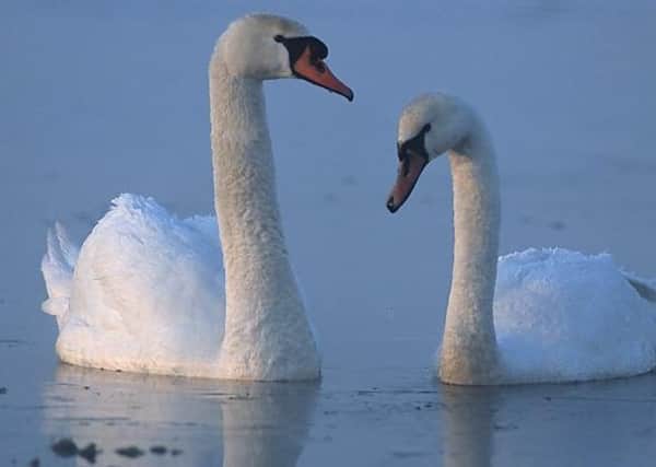 There have been two confirmed cases of the disease in two swans in the Netherlands