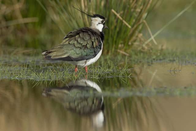 Lapwing Vanellus vanellus, standing in shallow water, Geltsdale RSPB reserve, Cumbria, England, April