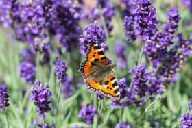 Undated Handout Photo of a small tortoiseshell butterfly on lavender. See PA Feature GARDENING Advice Butterfly. Picture credit should read: Stephen Patterson/PA. WARNING: This picture must only be used to accompany PA Feature GARDENING Advice Butterfly.