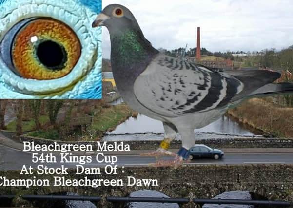 Champion Bleachgreen Melda 54th Kings Cup & Dam Champion Bleachgreen Dawn