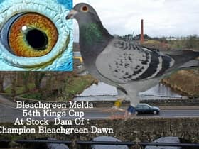 Champion Bleachgreen Melda 54th Kings Cup & Dam Champion Bleachgreen Dawn