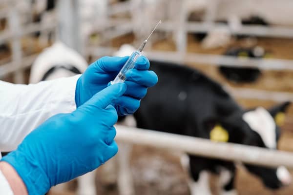 Close-up of unrecognizable animal veterinarian in latex gloves preparing syringe for vaccination of cow at farm