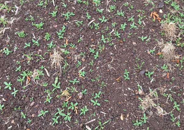 Pictures taken by the drone allow estimates of spring bean crop establishment