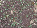 Pictures taken by the drone allow estimates of spring bean crop establishment