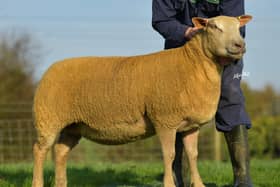 The Ingram Family snapped up this daughter of Tullyear Egbert for a new Female record price of 7500 guineas at the Production sale of Charollais sheep held on behalf of Drew Cowan and family.