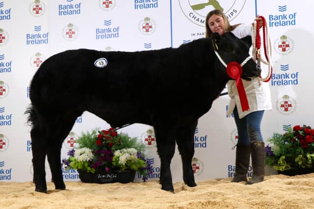 First place Limousin Cross Bullock was exhibited by Miss Michelle Wright from Carnlough, Ballymena. Handler Kelly O’Kane is pictured with the winning animal