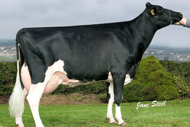 Prehen Justice Froukje VG89 LP60 SP 10* - dam of (lot 7) Prehen Fergus GPLI £634 selling at Holstein NI’s Kilrea bull sale.