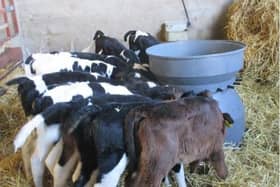 The benefits of early calf vaccination