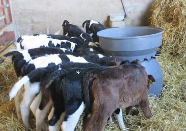The benefits of early calf vaccination