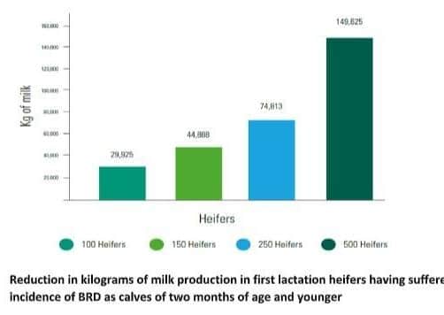 Reduction in kilograms of milk production in first lactation heifers having suffered from a 57% incidence of BRD as calves of two months of age and younger
