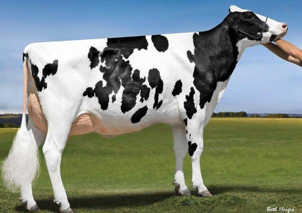 Holstein RS11148 Alta Oak