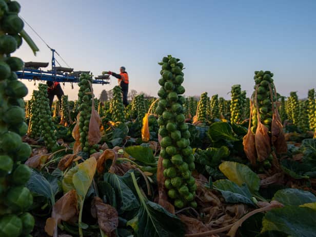 Brussels sprouts are harvested by workers ahead of the busy Christmas period at TH Clements vegetable growers near Boston in Lincolnshire. Photo: Joe Giddens/PA Wire
