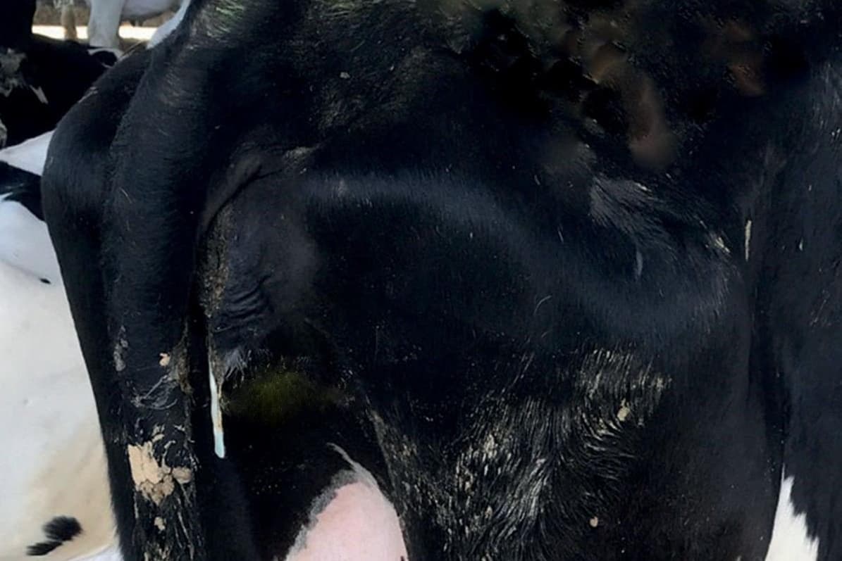 Pyometra Cow Prevent Endometritis to maximise dairy cow fertility