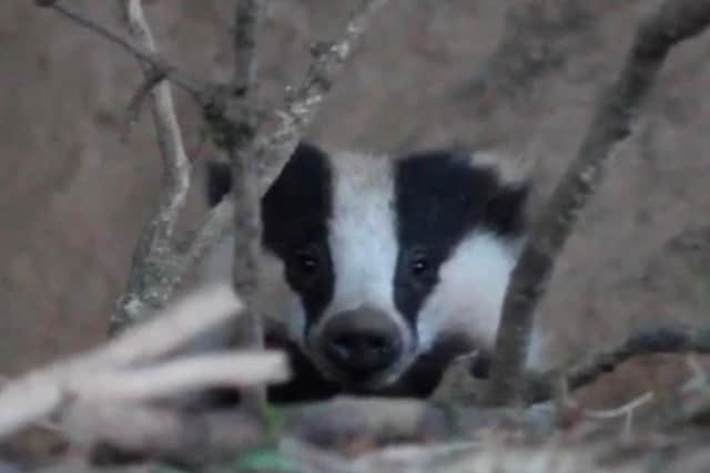 A badger at Crom
