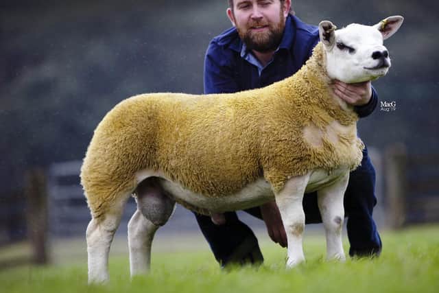 The gimmers offered for sale come in lamb to the 4,500gns Harestone Cool Kid