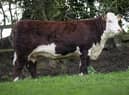 Auckvale Curly 1831S sold for 10,000gns to T and D Harrison.