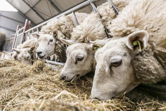 Good ewe nutrition can reduce issues around lambing
