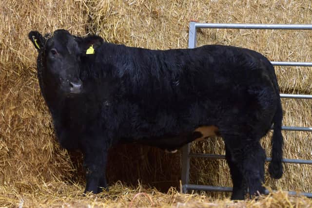 41 heifers were bought for export at the Jalex Select sale including lot 53 realising £5000 purchased by Ben Whiting, Essex