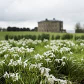 Snowdrops at Castle Ward, Co Down. Picture: National Trust