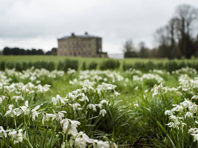 Snowdrops at Castle Ward, Co Down. Picture: National Trust