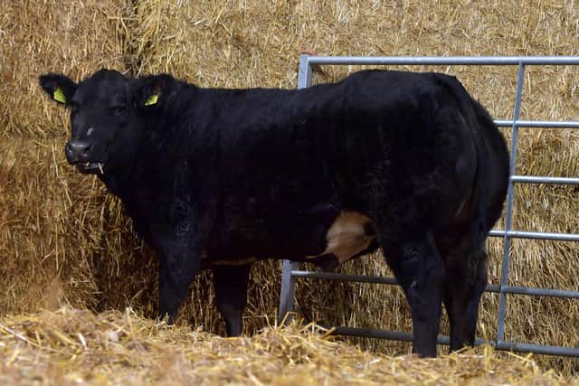 Lot 54 selling at £5500 to Ben Whiting , Essex