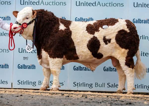 FEBRUARY: First prize winner Ranfurly Jackpot sold at 9,000gns for WD and JD Hazelton, Dungannon. Picture: MacGregor Photography